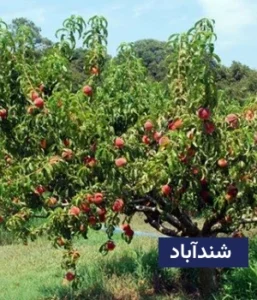 وضعیت آب و هوای شندآباد
