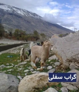 وضعیت آب و هوای گراب سفلی